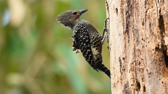 Buff-rumped Woodpecker - ML647331142