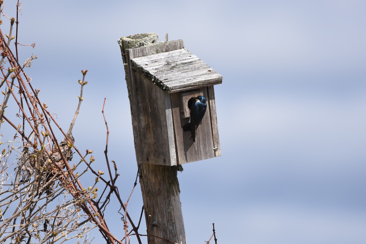 tresvale - ML647331143