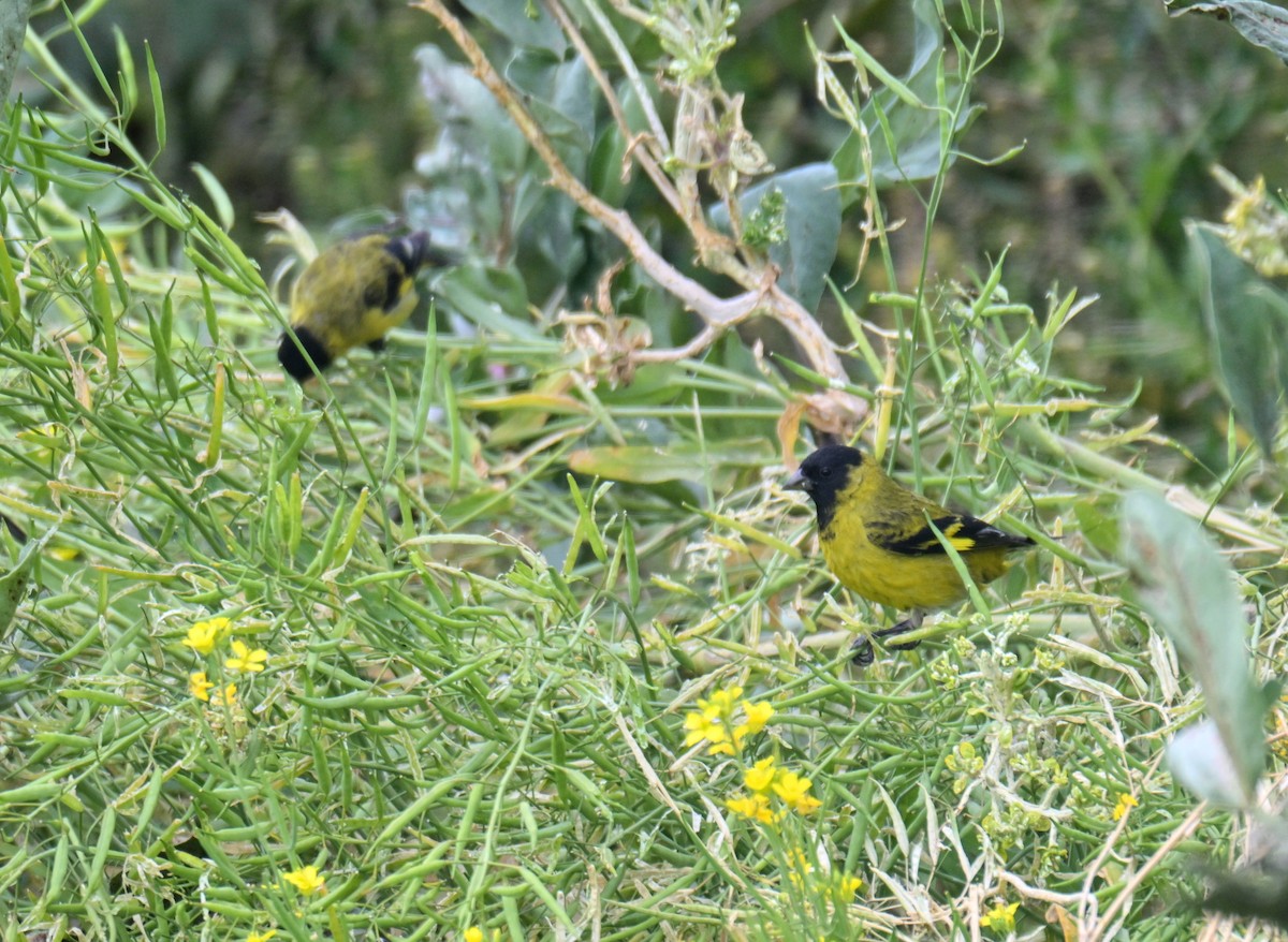 Hooded Siskin - ML647331144
