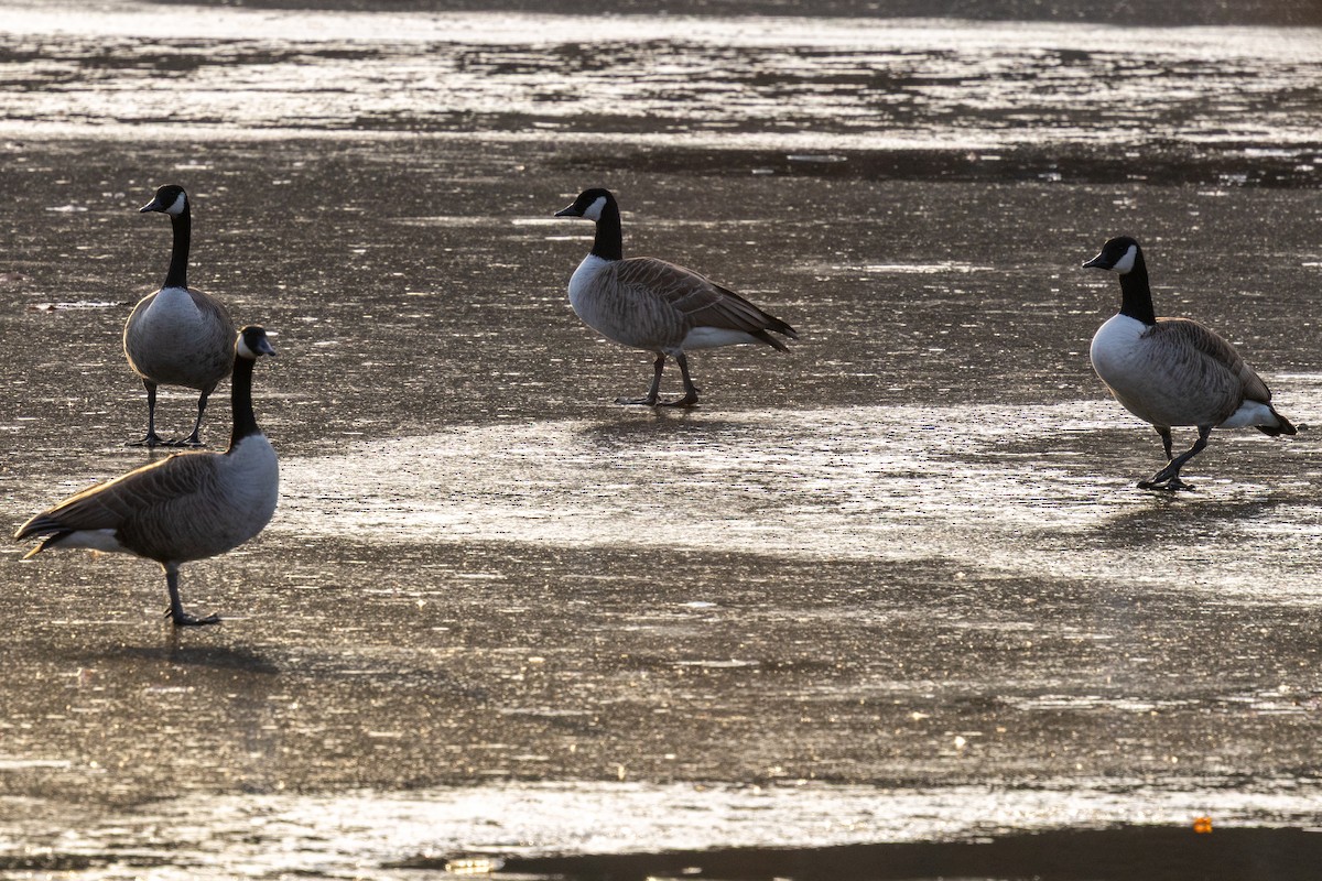 kanadagås - ML647331148