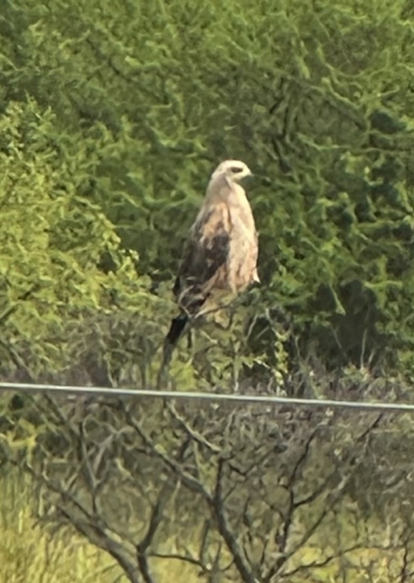 Otlak Şahini - ML647331153