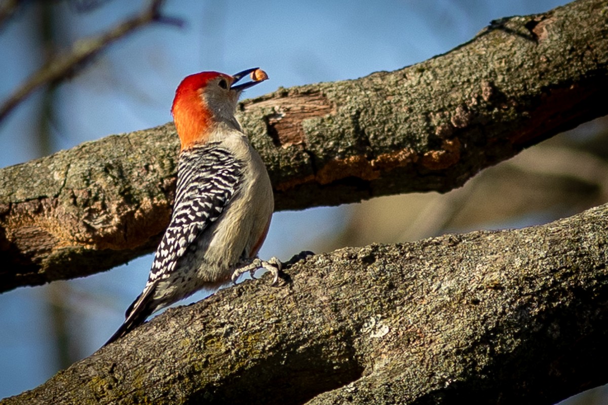 Red-bellied Woodpecker - ML647331156