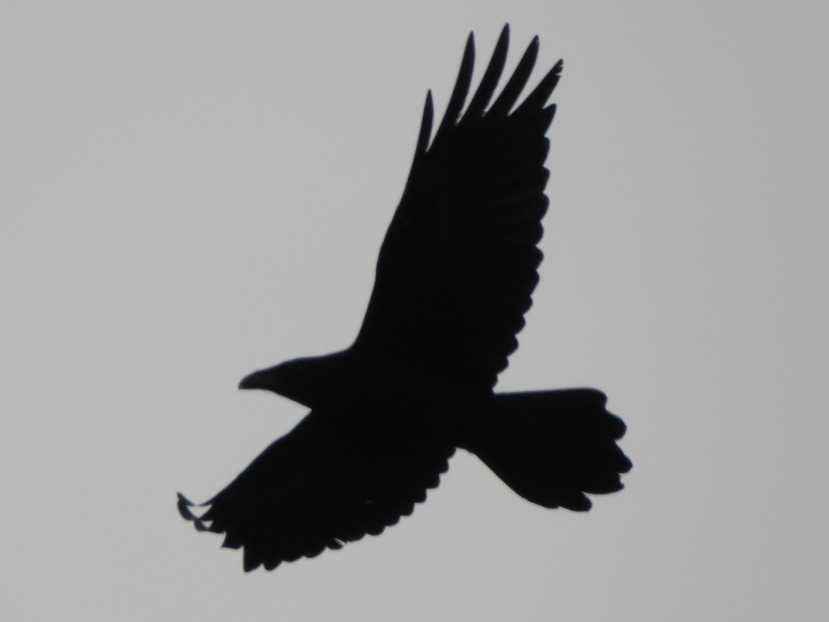 Common Raven - ML647331165