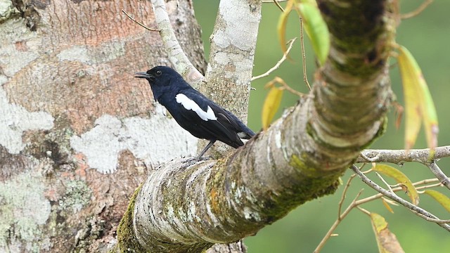 Çinhindi Alaca Bülbülü - ML647331174