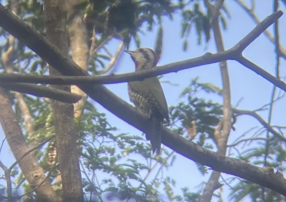 Cuban Green Woodpecker - ML647331188