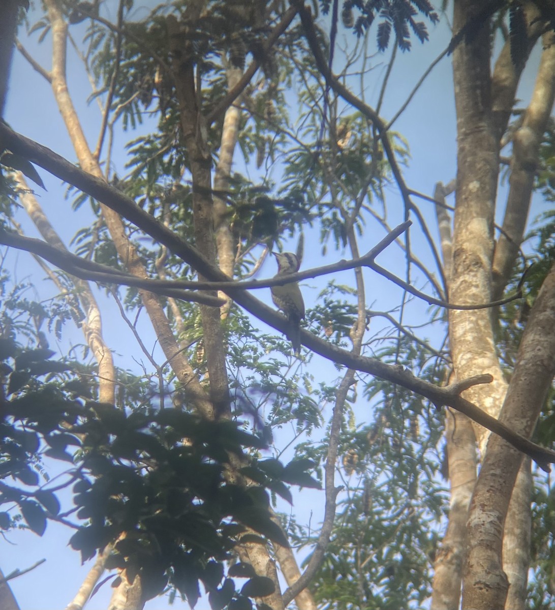 Cuban Green Woodpecker - ML647331189