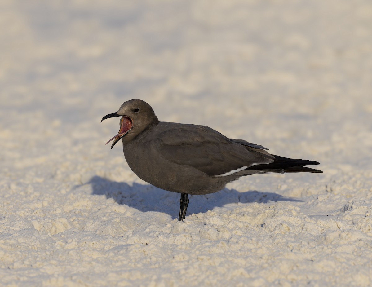 Серая чайка - ML647331206