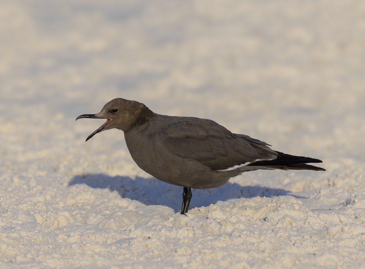 Серая чайка - ML647331208