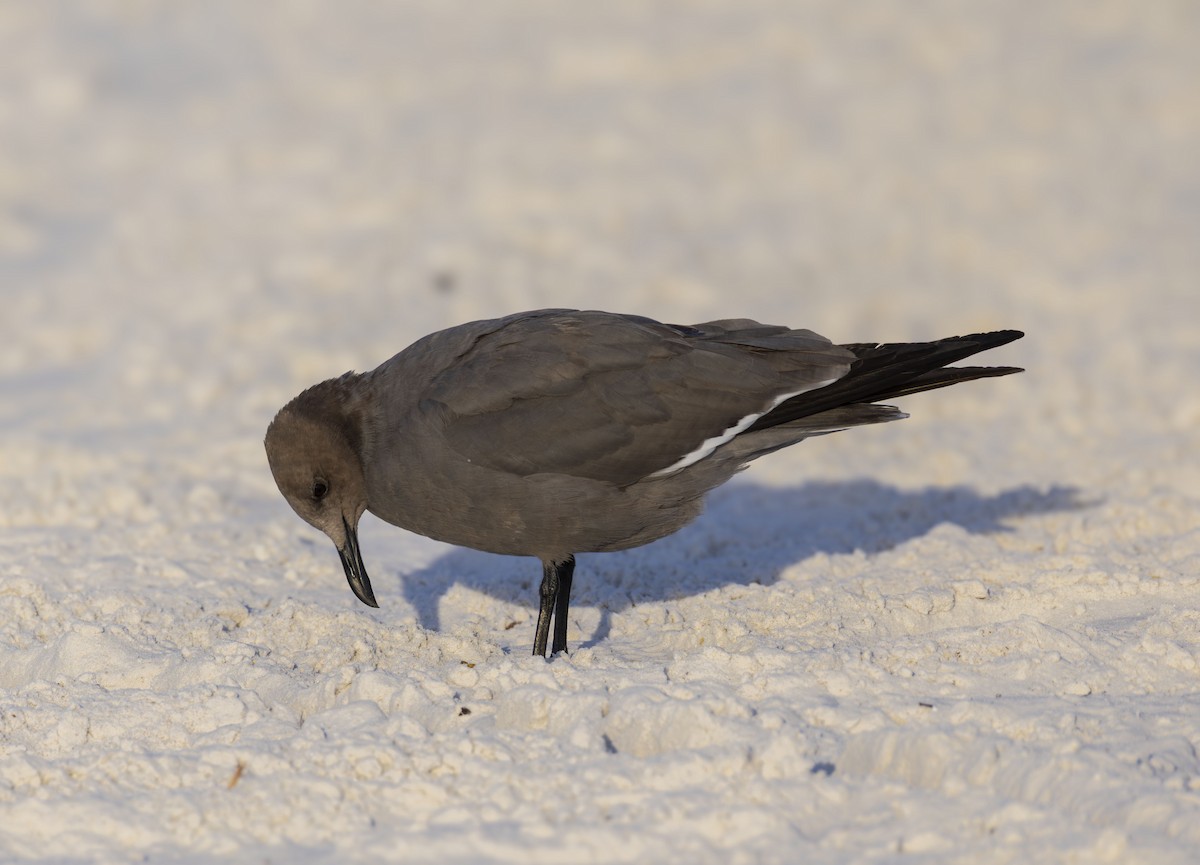 Серая чайка - ML647331210