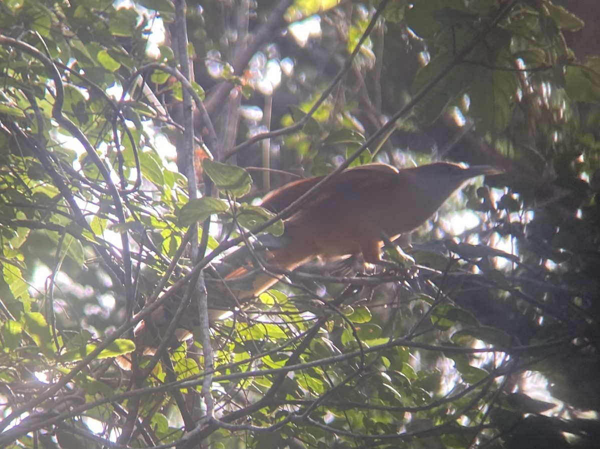 Great Lizard-Cuckoo - ML647331225