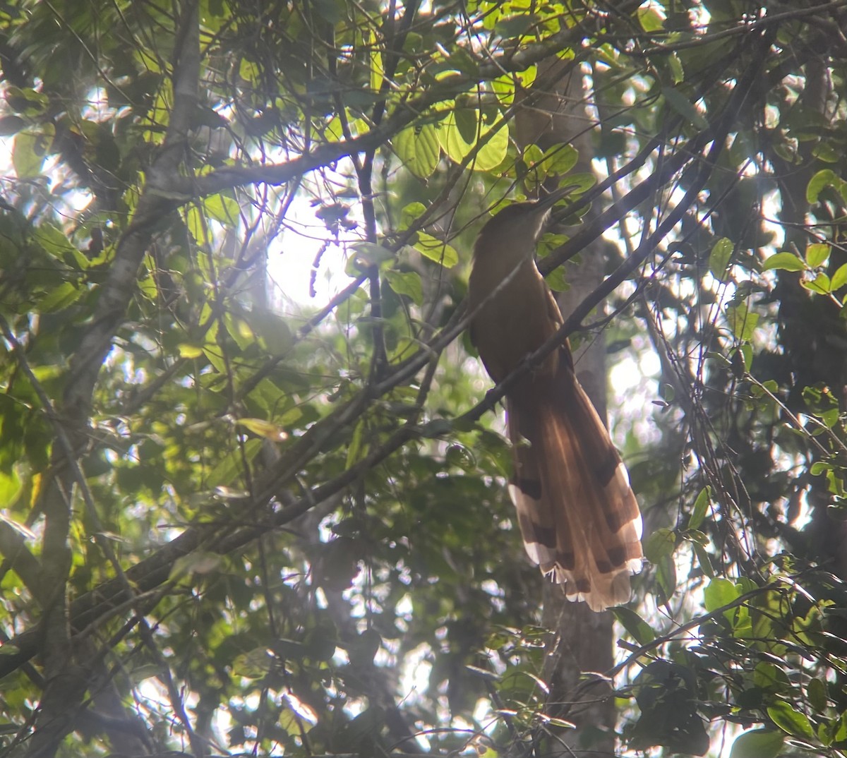 Great Lizard-Cuckoo - ML647331226