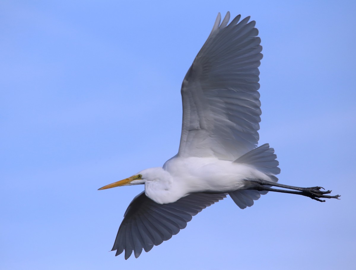 Great Egret - ML647331232