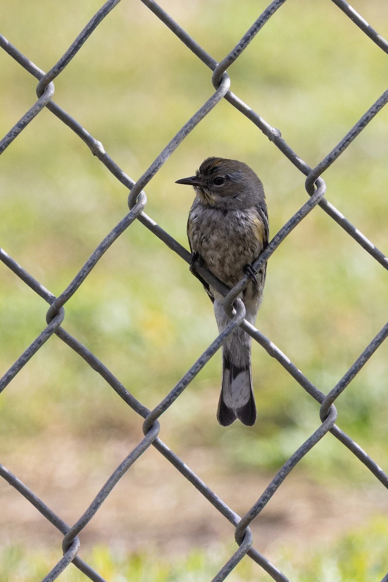 Yellow-rumped Warbler - ML647331239