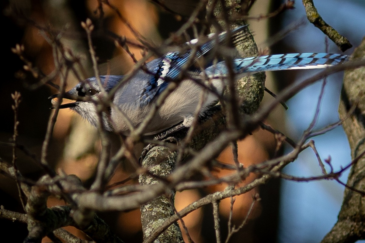Blue Jay - ML647331240