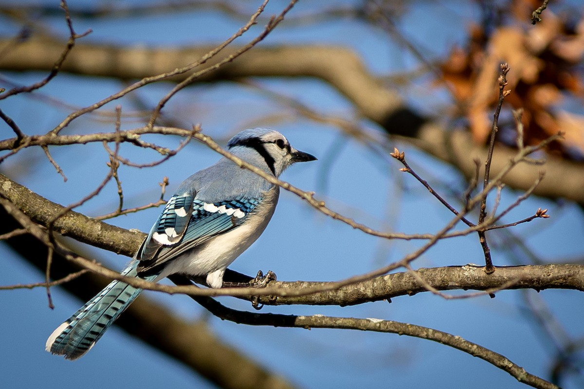 Blue Jay - ML647331241