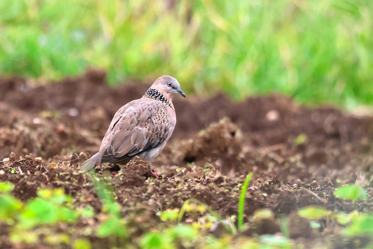 תור נקוד - ML647331242