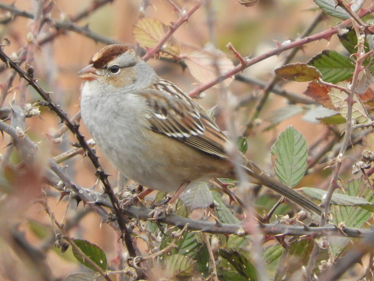 Porsuk Serçesi - ML647331257