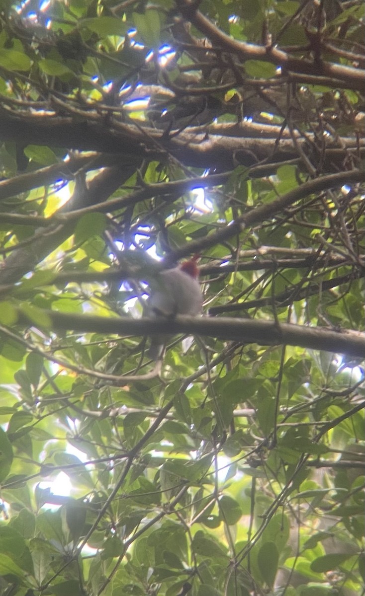 Cuban Tody - ML647331258