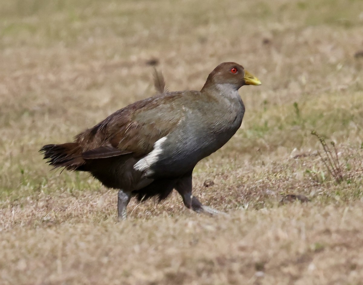 Tasmanian Nativehen - ML647331259