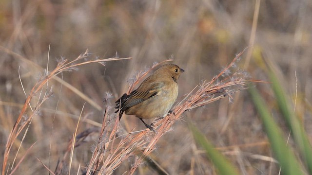 Indigo Bunting - ML647331265