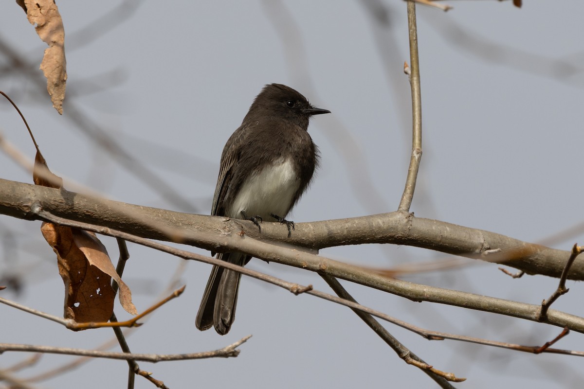 Black Phoebe - ML647331266