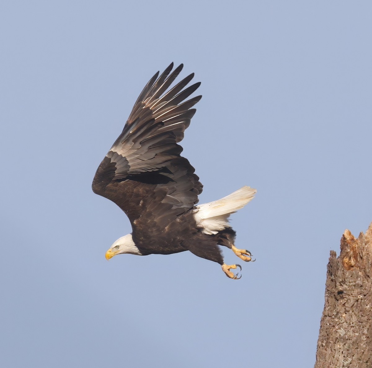 Орлан білоголовий - ML647331267