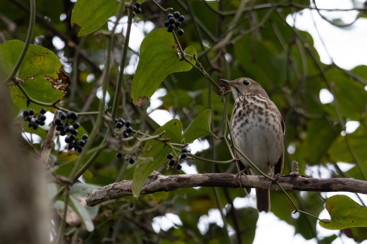 チャイロコツグミ - ML647331270