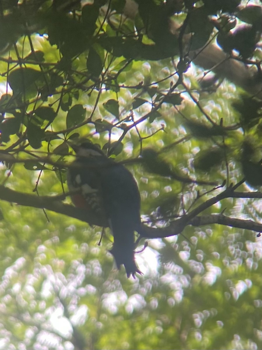 Cuban Trogon - ML647331273