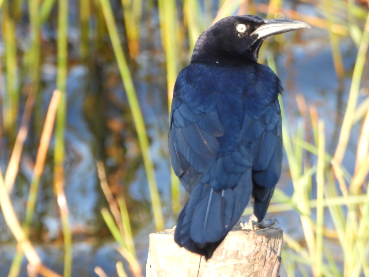 Great-tailed Grackle - ML647331276