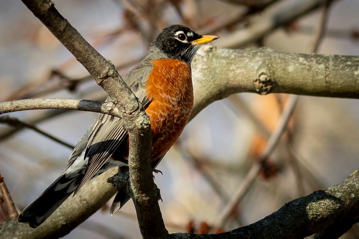 American Robin - ML647331278