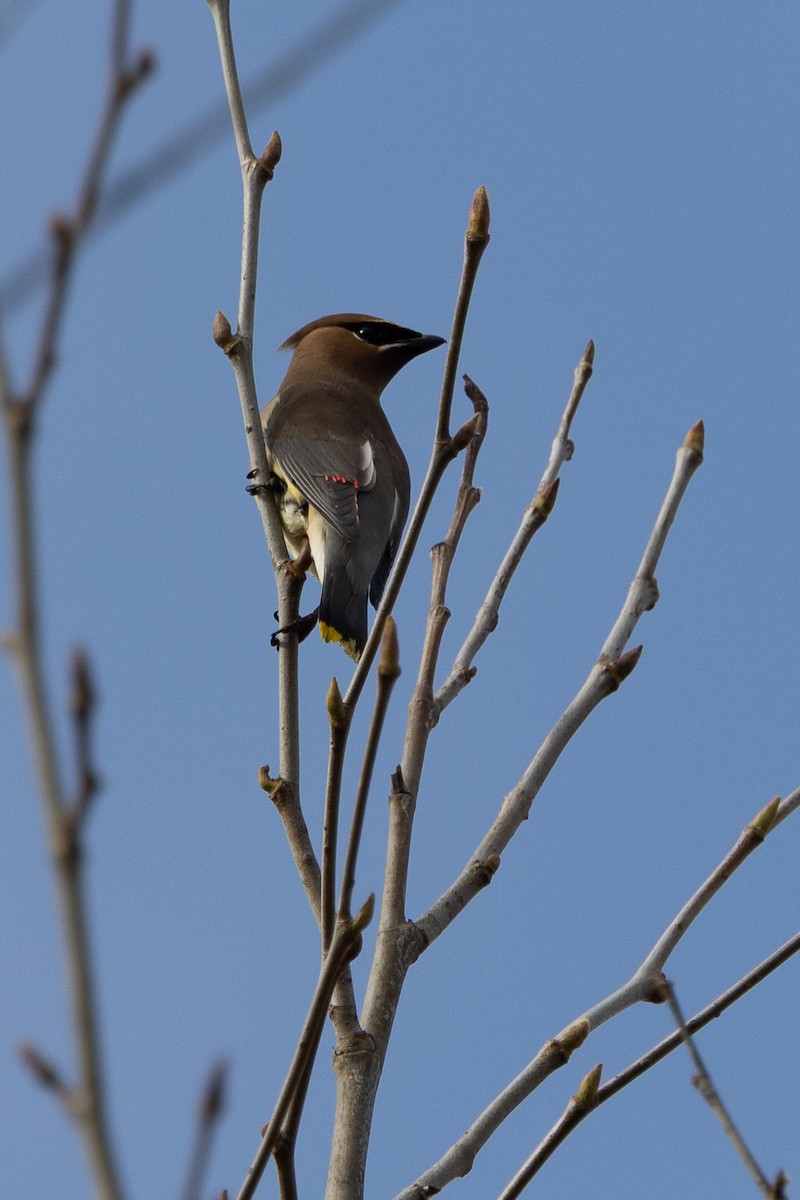 Cedar Waxwing - ML647331279