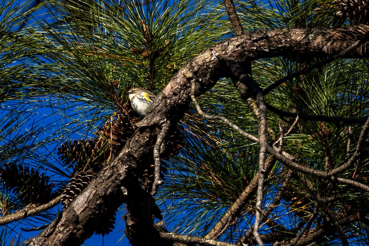 Kronenwaldsänger - ML647331281