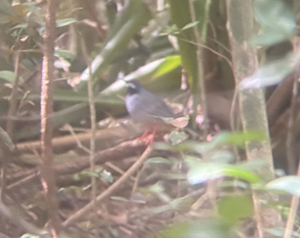 Western Red-legged Thrush - ML647331296