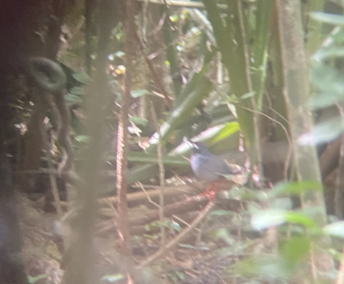 Western Red-legged Thrush - ML647331297