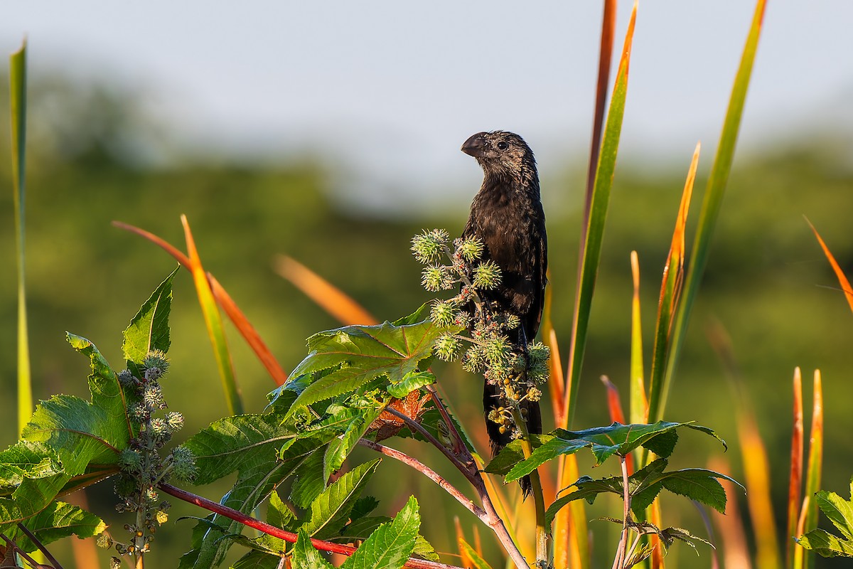 Smooth-billed Ani - Luis Gonzalez