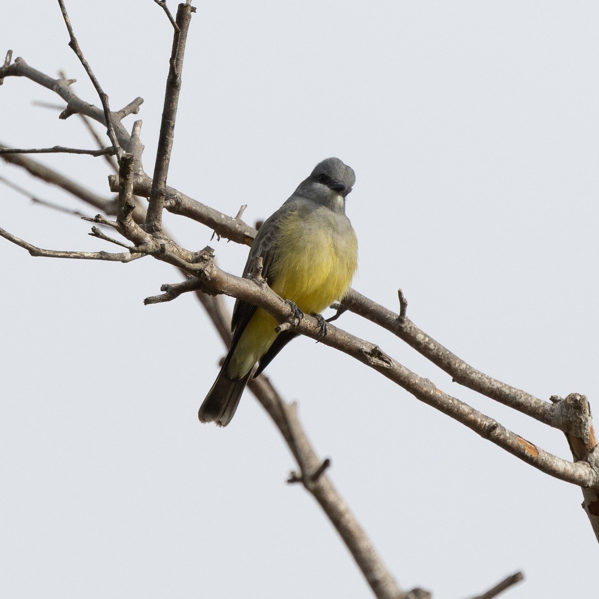 Cassin's Kingbird - ML647331306