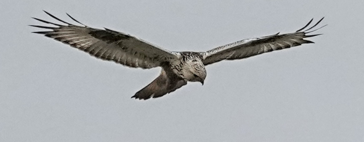 Paçalı Şahin - ML647331308