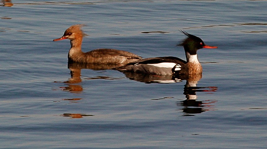 Red-breasted Merganser - ML64733131