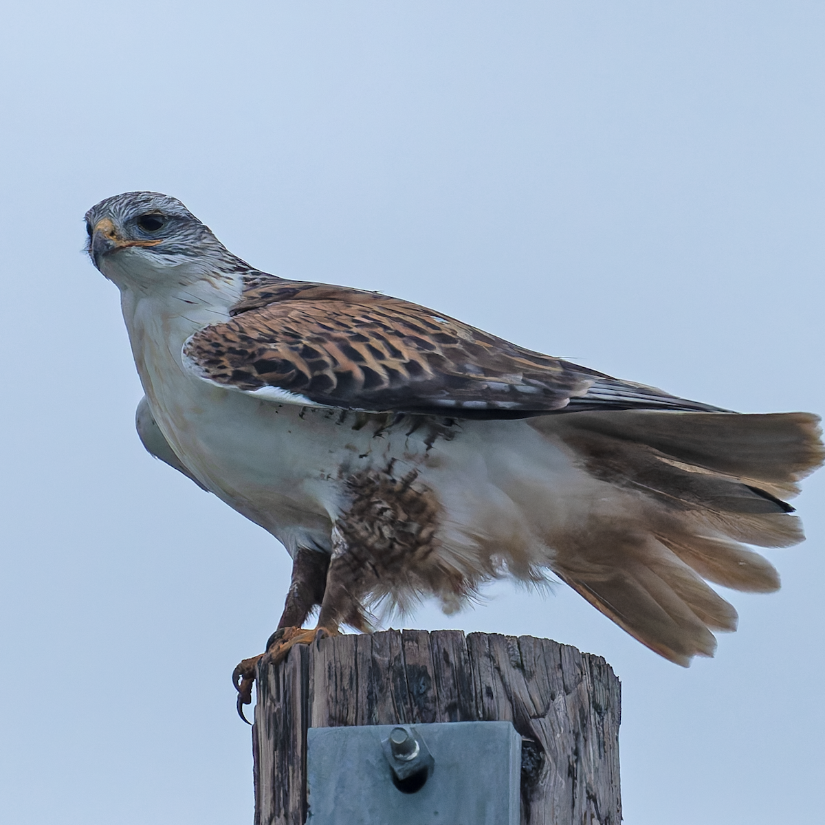 kongevåk - ML647331315