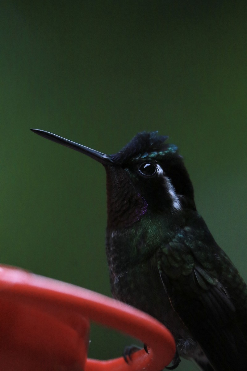 Purple-throated Mountain-gem - ML647331318