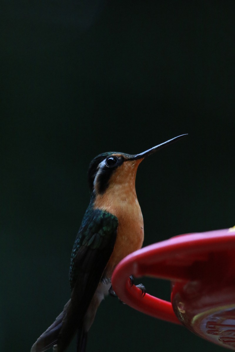 Purple-throated Mountain-gem - ML647331319