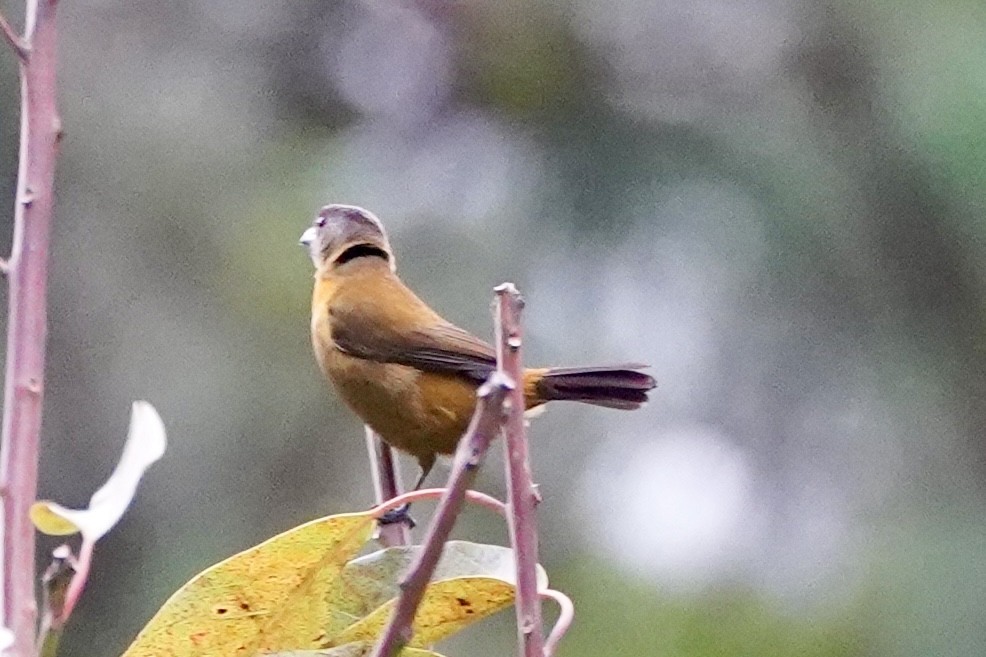 Scarlet-rumped Tanager - ML647331321