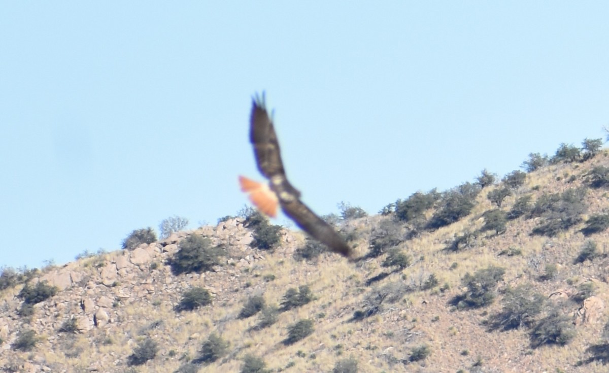 Red-tailed Hawk - ML647331323