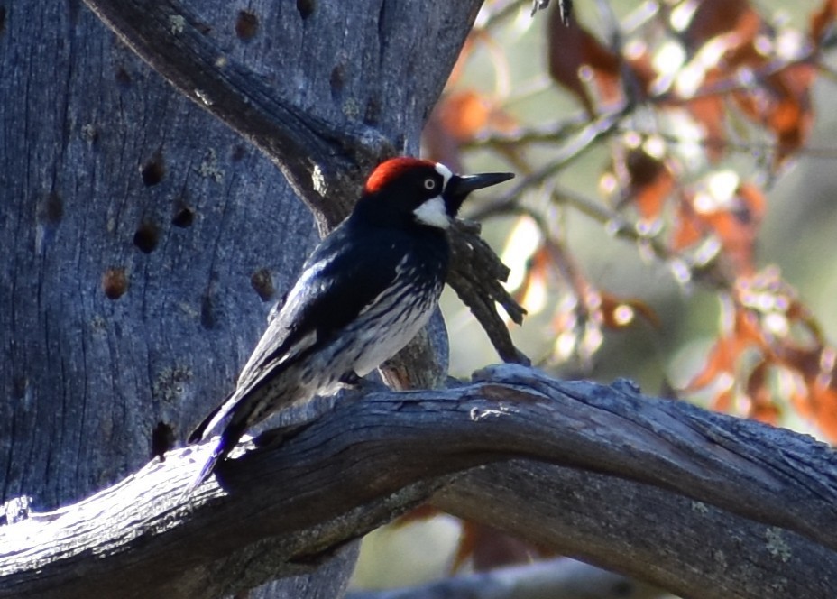 Acorn Woodpecker - ML647331325