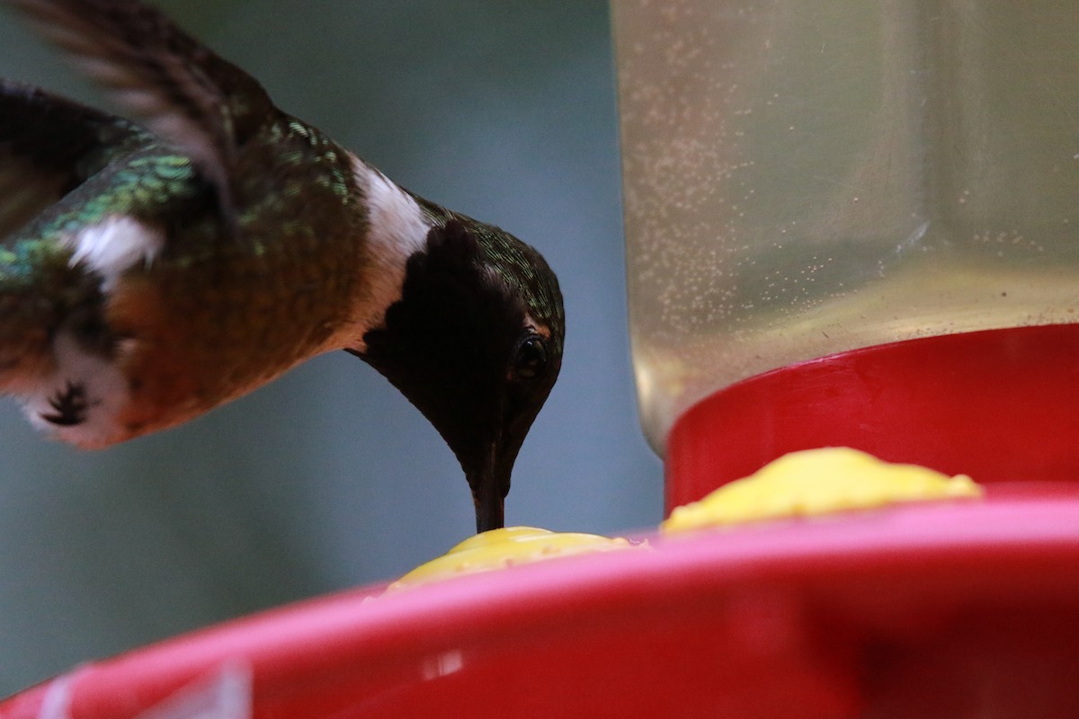 Magenta-throated Woodstar - ML647331326