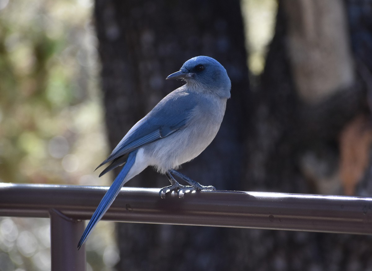 Mexican Jay - ML647331330
