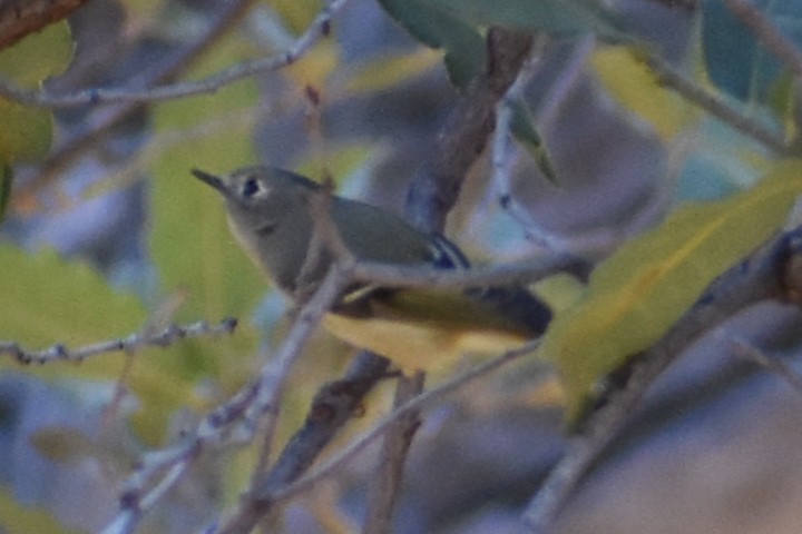 Ruby-crowned Kinglet - ML647331333