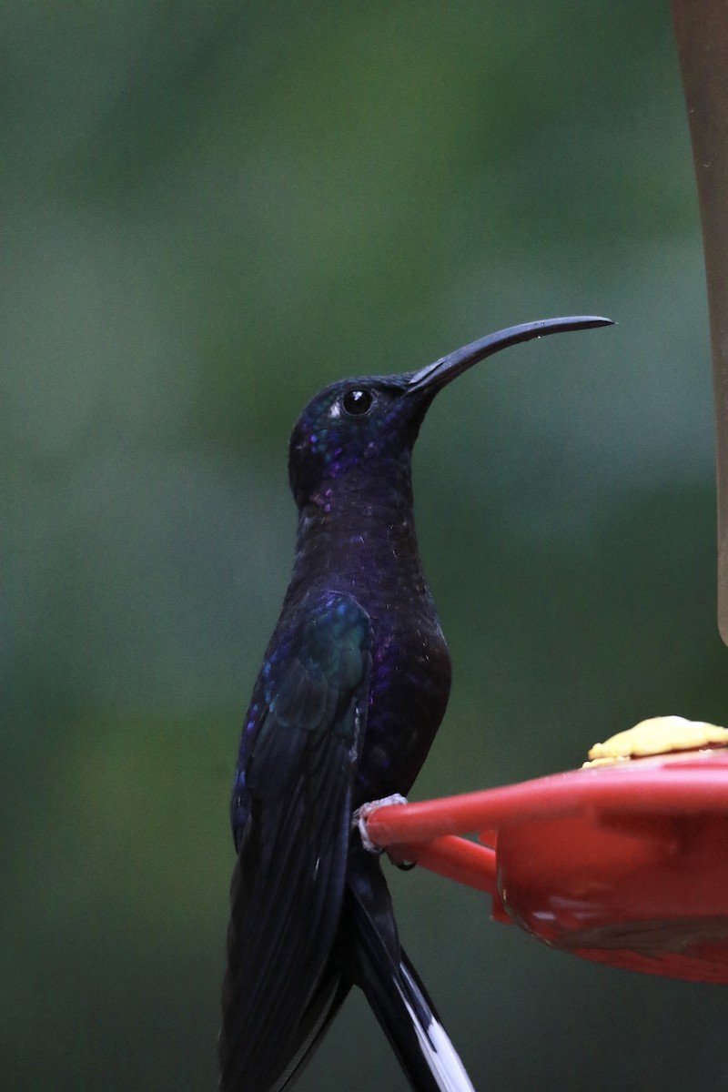 Violet Sabrewing - ML647331334