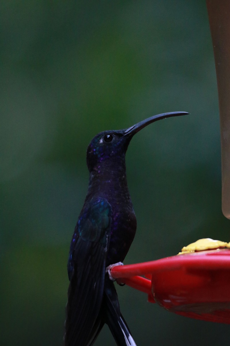 Violet Sabrewing - ML647331335