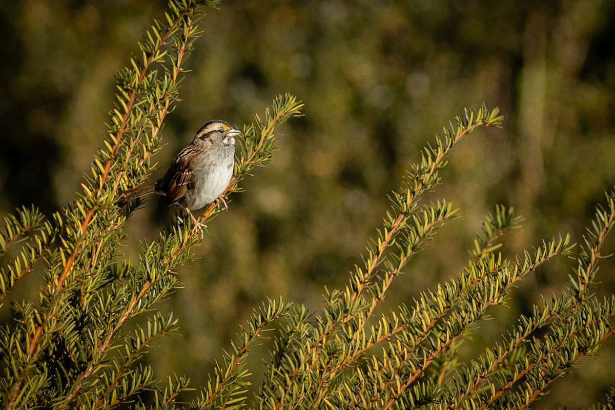 White-throated Sparrow - ML647331336